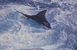  Marlin dans les Caraïbes 